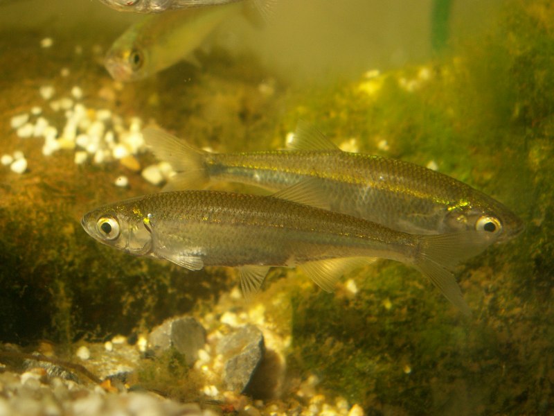 Верховка Leucaspius delineatus