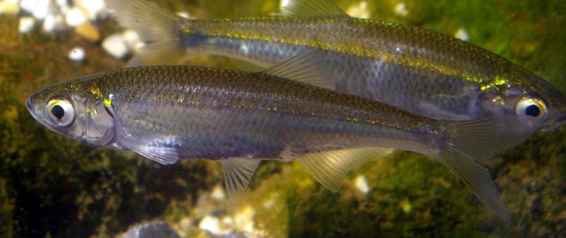 Уклейка Alburnus Alburnus