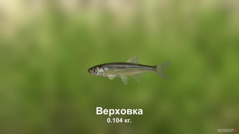 Уклейка рыба