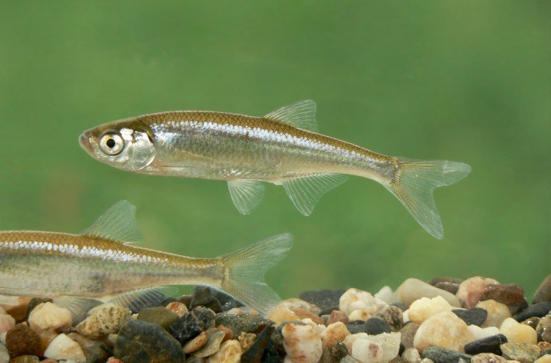 Уклейка Alburnus Alburnus