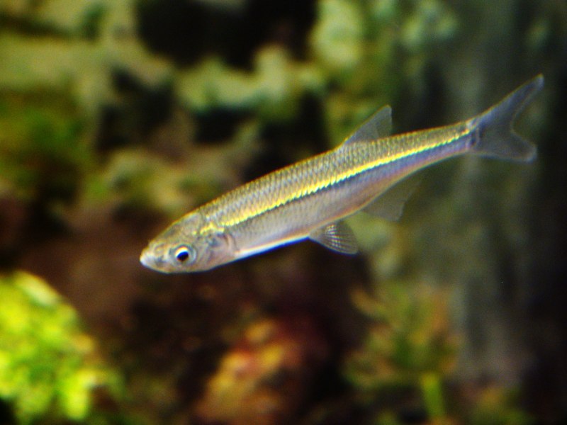 Верховка Leucaspius delineatus