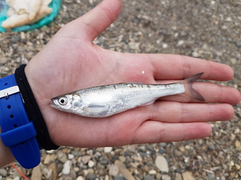 Уклейка Alburnus Alburnus