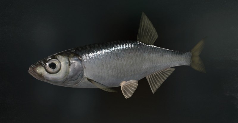 Верховка Leucaspius delineatus