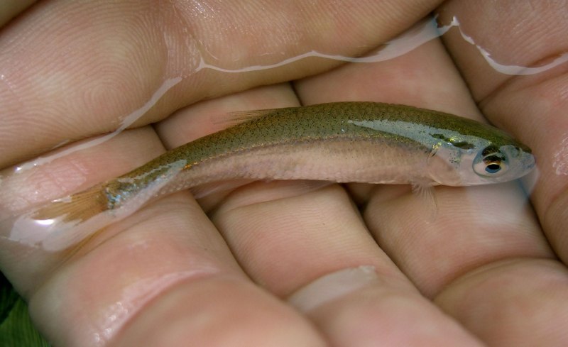 Верховка (Leucaspius delineatus Heckel)