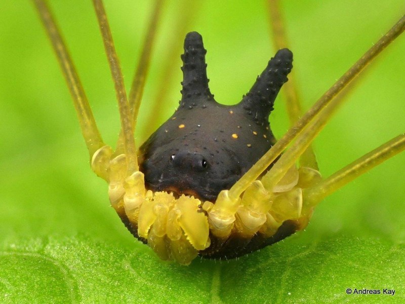 Metagryne bicolumnata