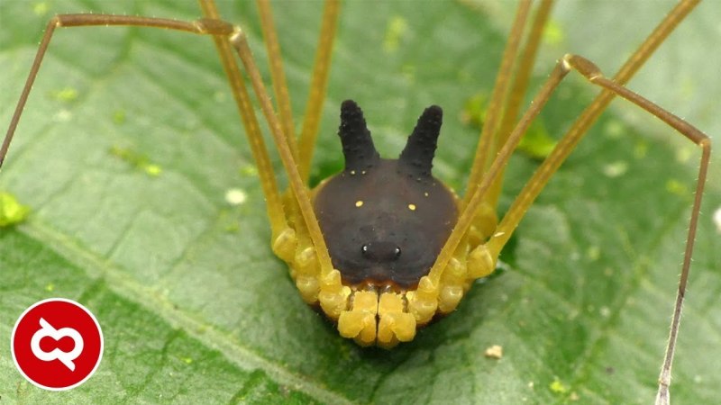Сенокосец кролик паук (68 фото)