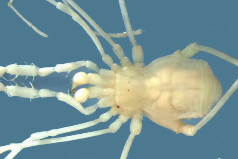 Отряд сенокосцы (Opiliones)