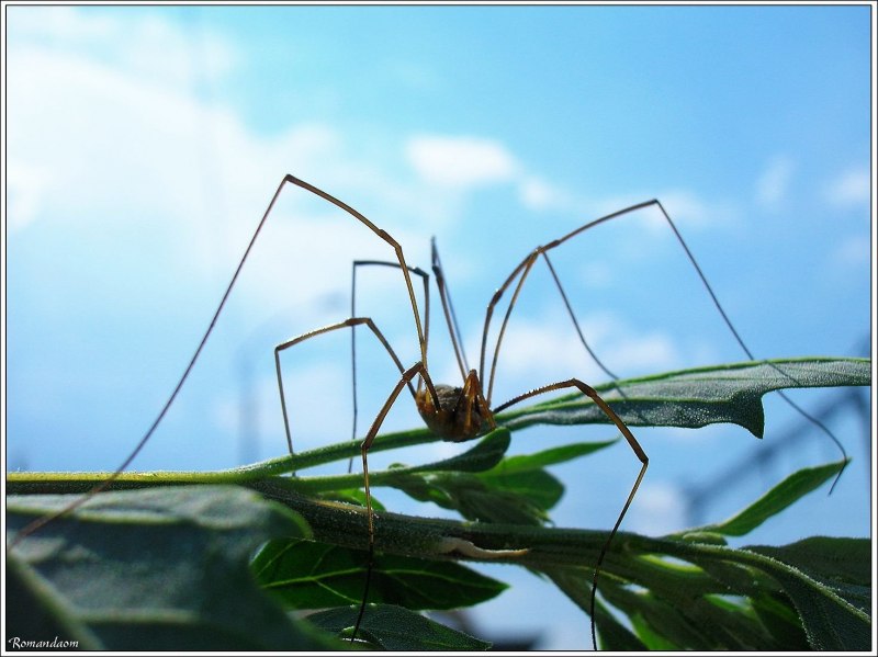 Harvestman Opiliones