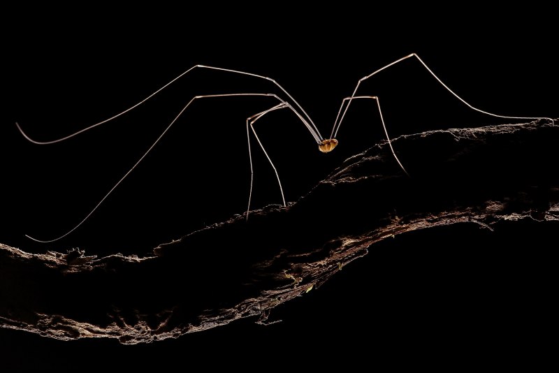 Otilioleptes marcelae