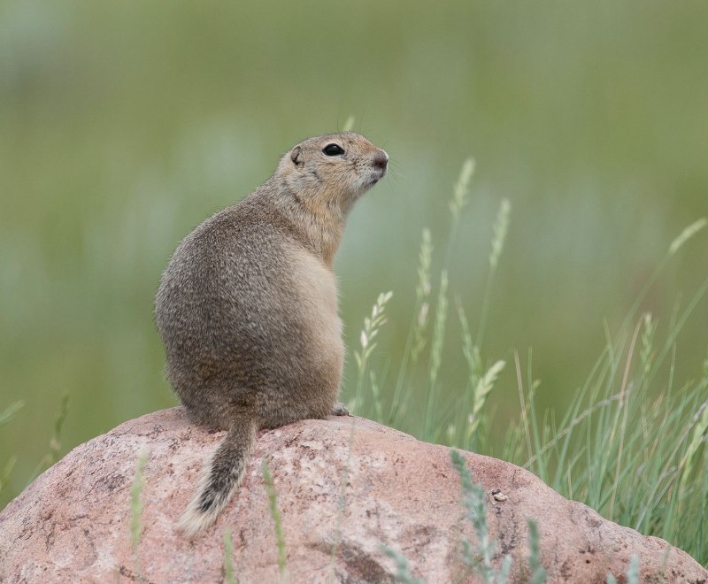 Суслик Ричардсона (Spermophilus richardsonii)