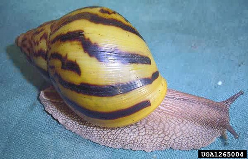 Виноградная улитка