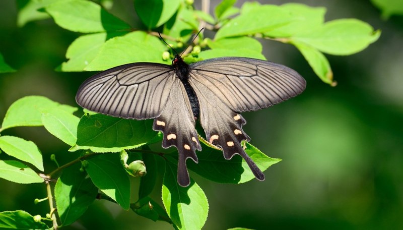 Алкиной (Atrophaneura Alcinous)
