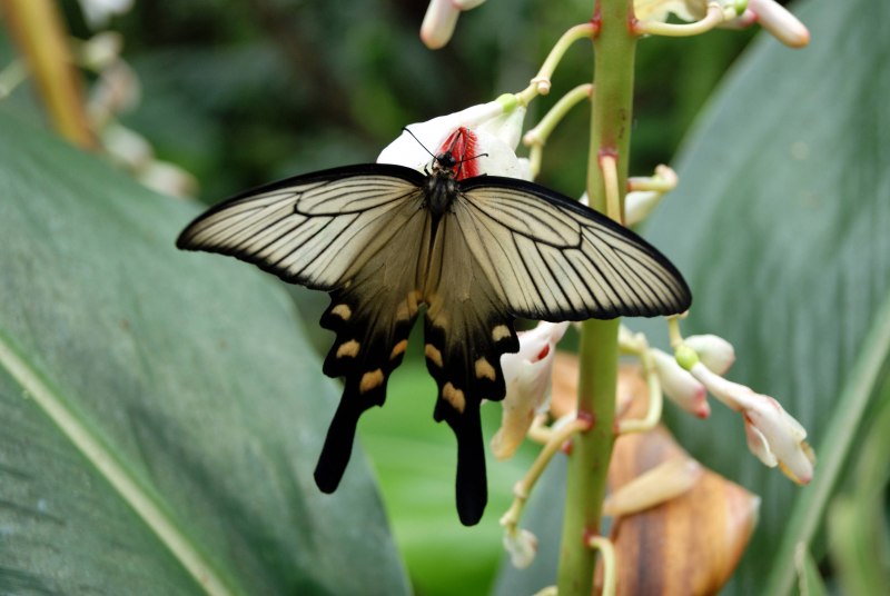 Алкиной (Atrophaneura Alcinous)