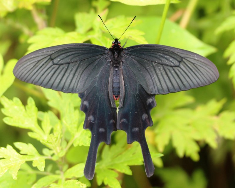 Алкиной (Atrophaneura Alcinous)