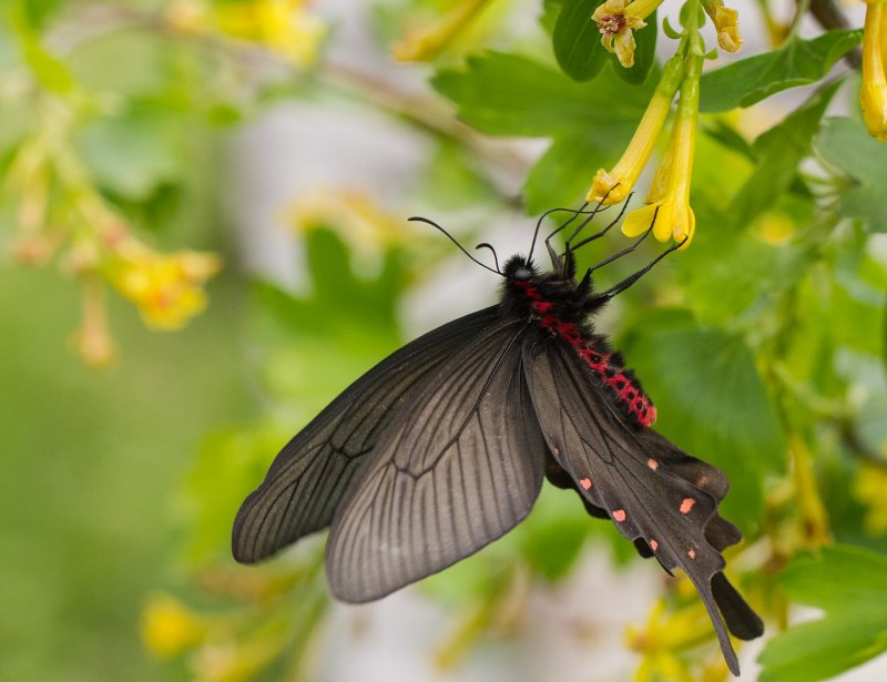 Бабочка Swallowtail