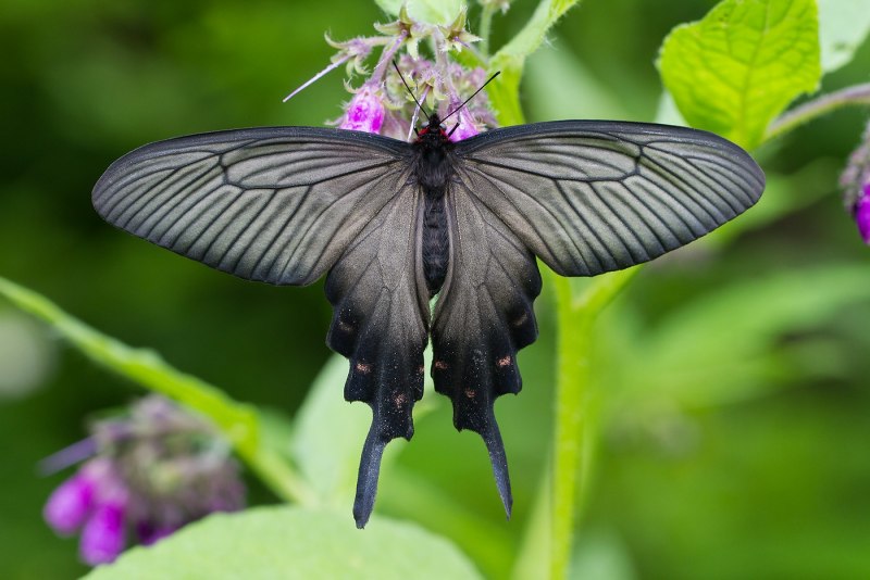 Алкиной (Atrophaneura Alcinous)