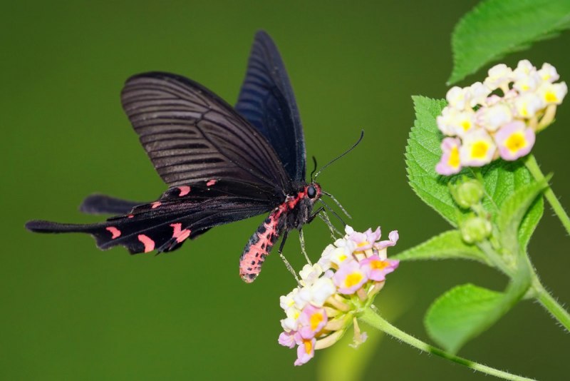 Алкиной (Atrophaneura Alcinous)