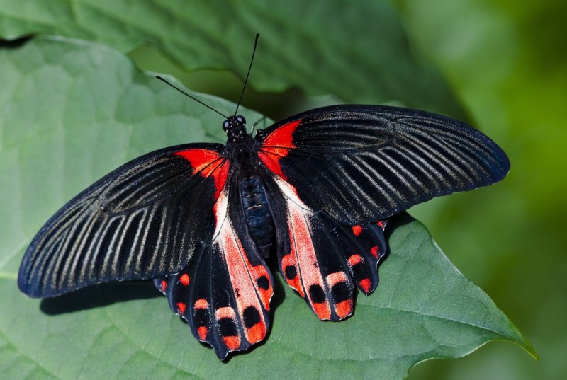 Troides rhadamantus (Золотая Птицекрылка)