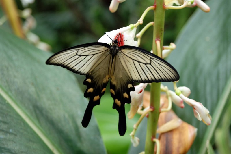 Atrophaneura Sycorax