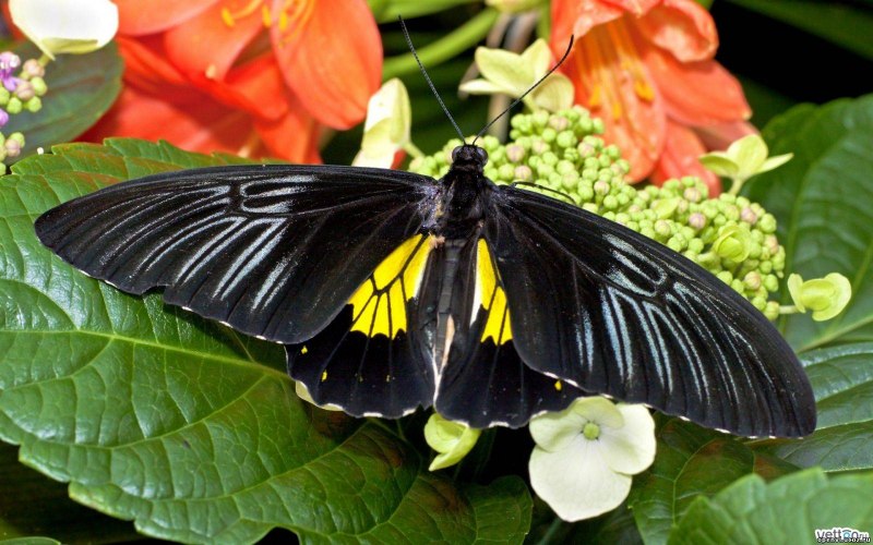 Atrophaneura Alcinous
