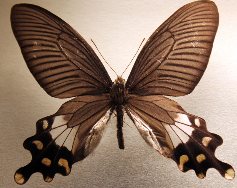 Giant Swallowtail бабочка