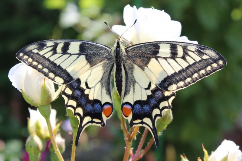 Papilio Polytes парусник