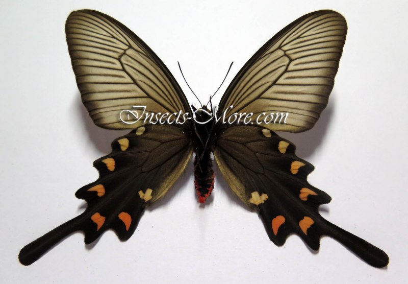 Epicopeia Polydora, спаривание