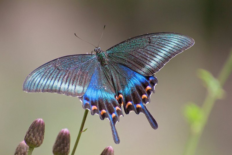Бабочка Atrophaneura semperi