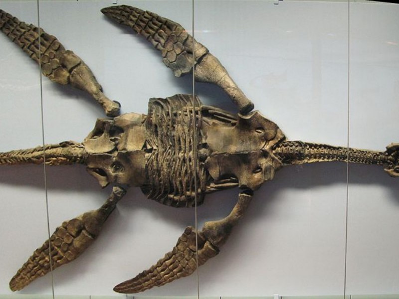Plesiosaurus Fossil