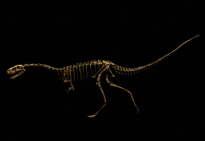 Sigilmassasaurus brevicollis