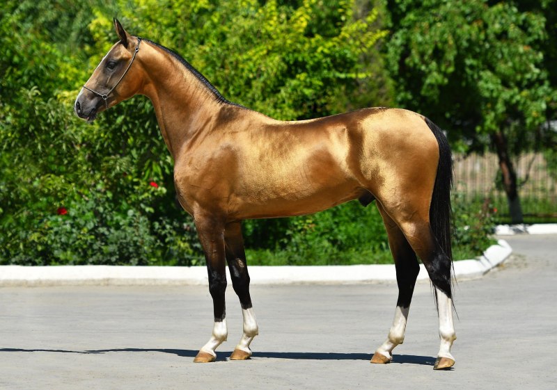 Strawberry Roan Horse