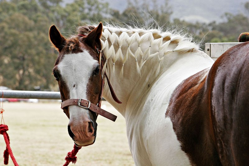 American Quarter Horse порода
