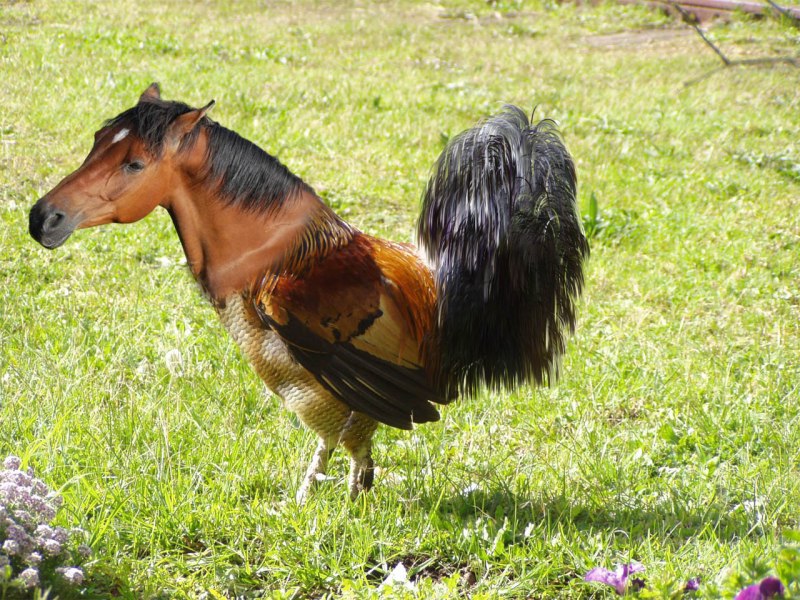 Лошадь на дыбах