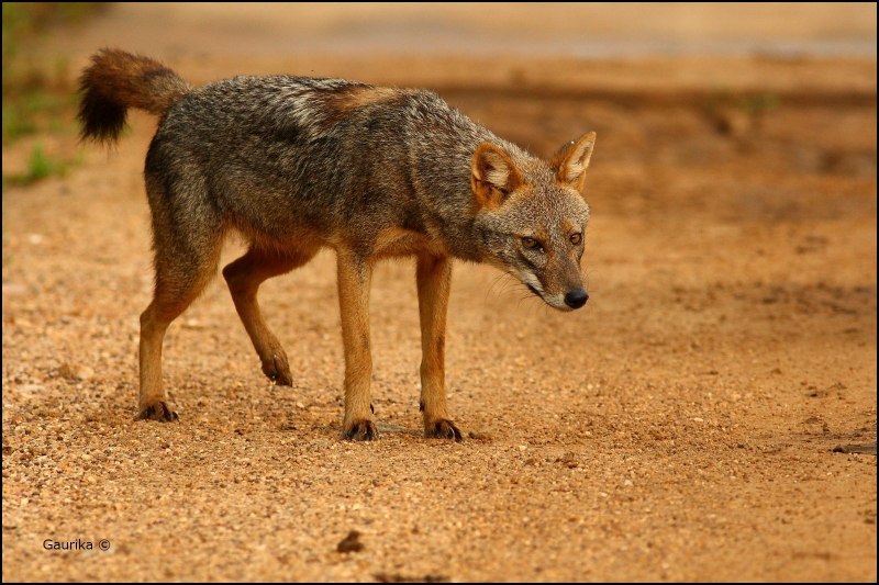 Обыкновенный Шакал (canis aureus)