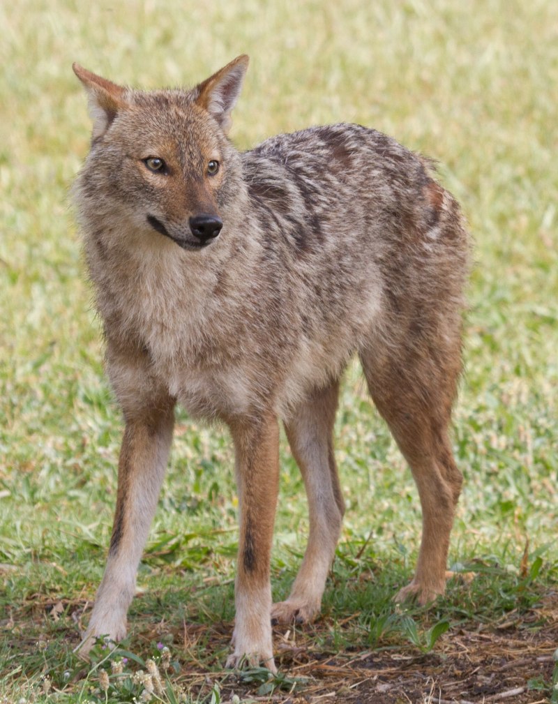 Обыкновенный Шакал (canis aureus)