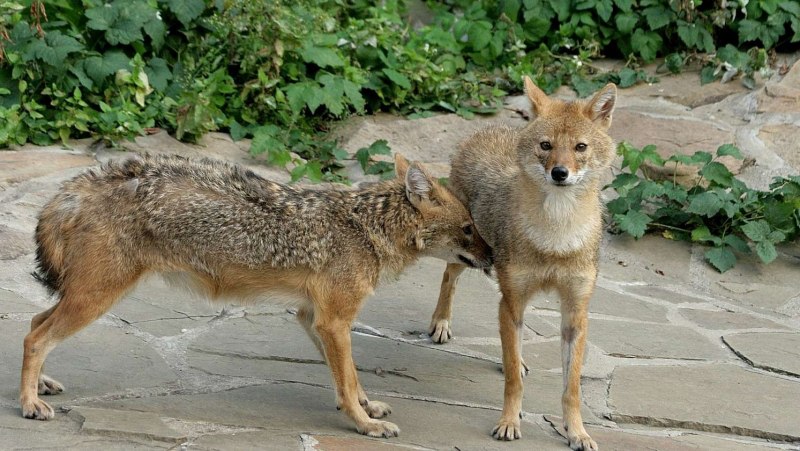 Чепрачный Шакал, полосатый Шакал