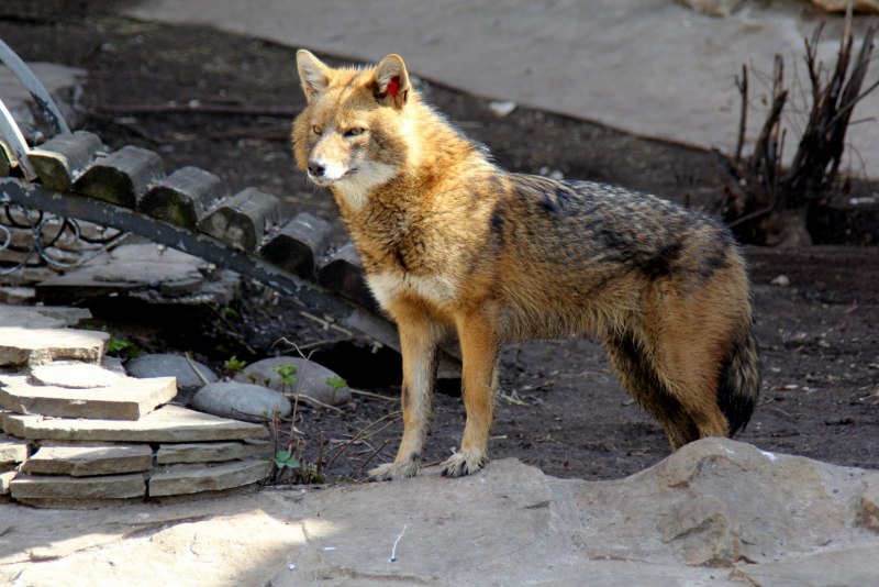 Обыкновенный Шакал (canis aureus)