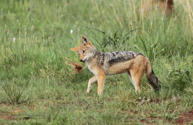 Полосатый Шакал (canis adustus)