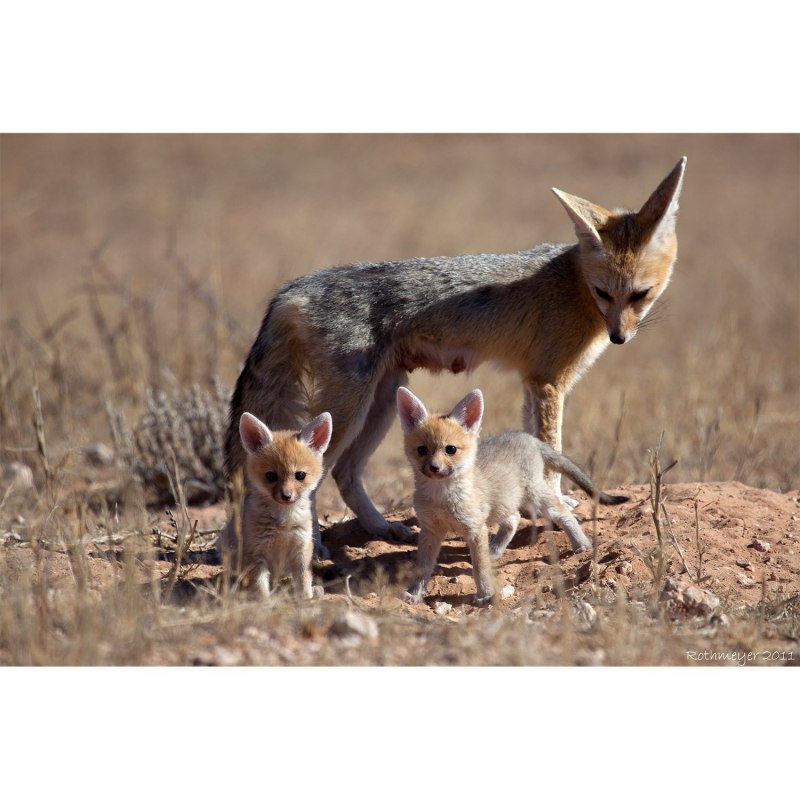 Бенгальская лисица Vulpes bengalensis