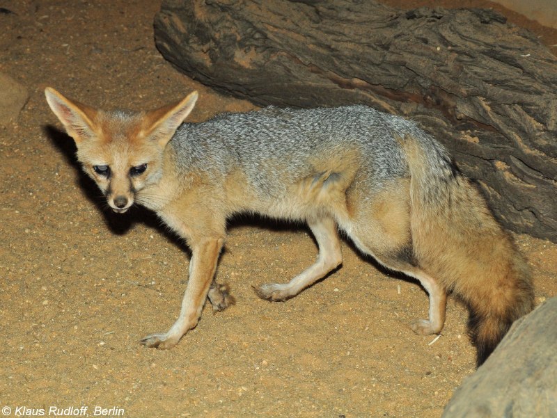 Южноафриканская лисица Vulpes chama