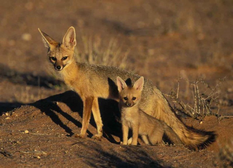 Corsac Fox