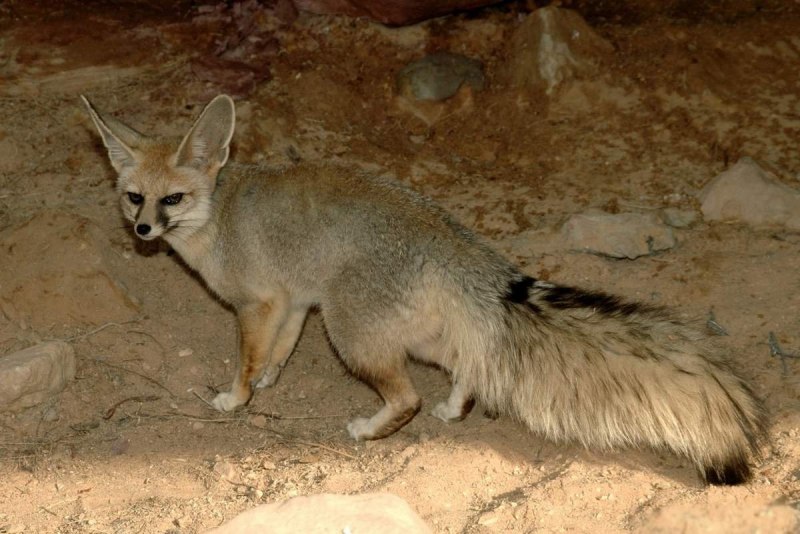 Южноафриканская лисица Vulpes chama