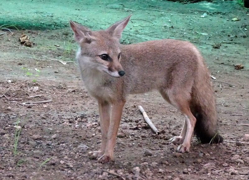Фиолетовый Fennec