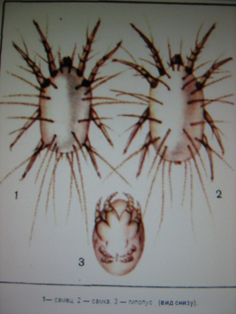 Trachyoribates viktortsoii