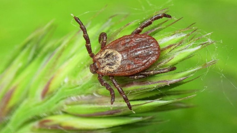 Tyroglyphus farinae