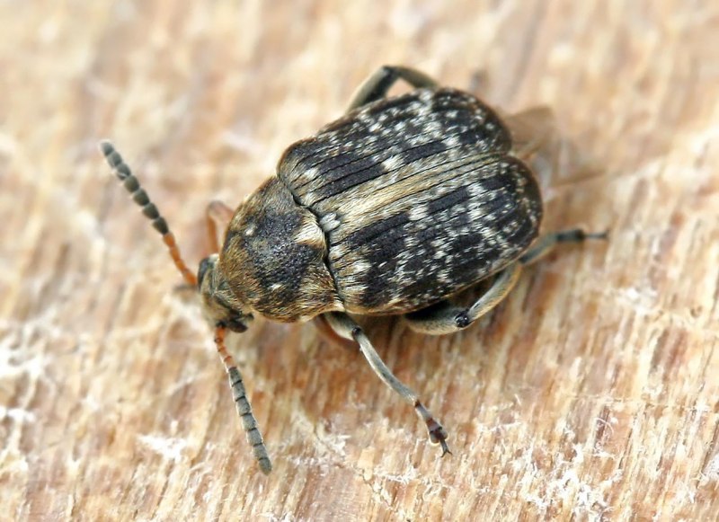 Amblyomma maculatum