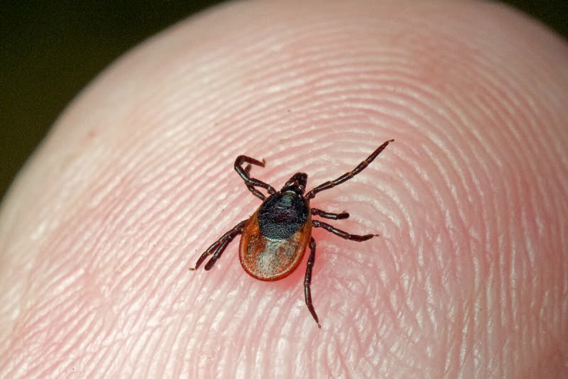 Ixodidae иксодовые клещи