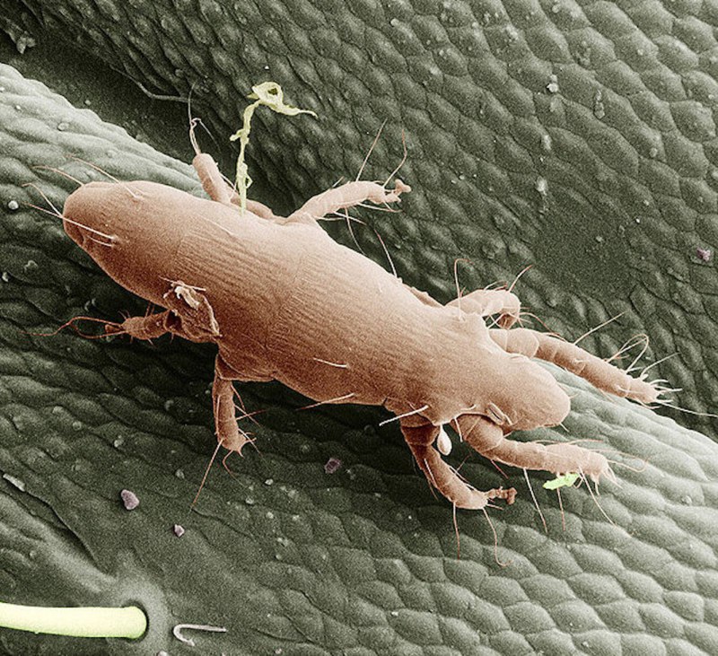 Клещ Pyemotes ventricosus