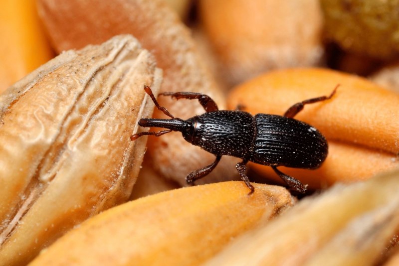 Tyrophagus putrescentiae
