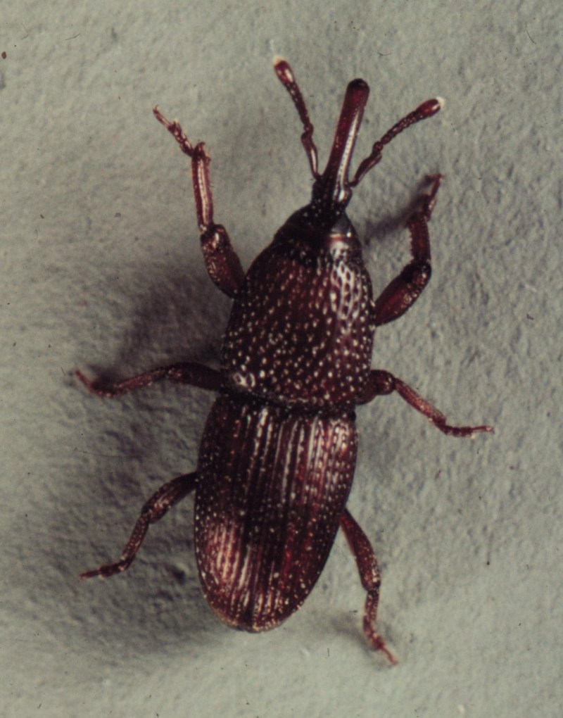 Ixodes hexagonus
